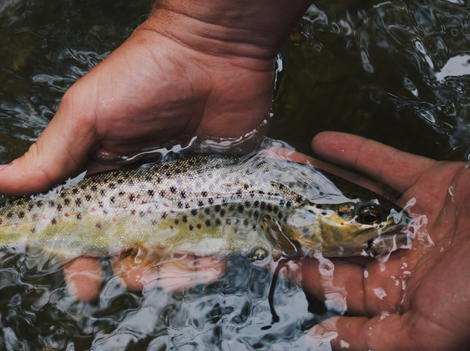 A man holding a fish