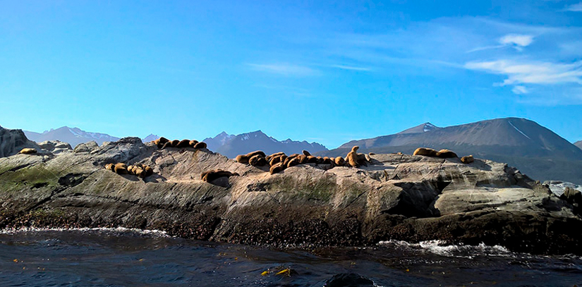 The Ushuaia beagle, with seals resting on the top