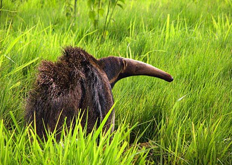 A brown anteater in the grass near the town of Bonito, considered Brazil’s ecotourism capital.
