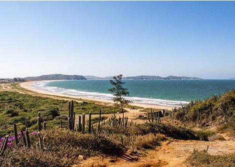 Cactuses, flowers and other flora on a hill overlooking a beach in the Emerências Reserve.