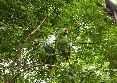 Two green parrots with red facial markings, perched on a branch in the Ecuadorian Amazon.