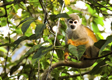 A small monkey staring at the camera while perched on a branch in the Ecuadorian Amazon.