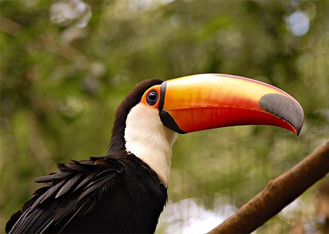 A black, orange and white toucan at the Iguazu Falls Bird Park, a great place to see exotic birds.