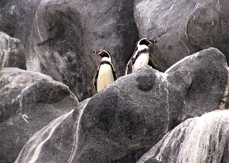 Two Humboldt penguins on a rock at the Reserva Nacional Pingüino Humboldt near La Serena.