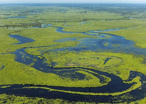 An aerial view of a floodplain in the Pantanal, an important ecosystem for many species of fish.