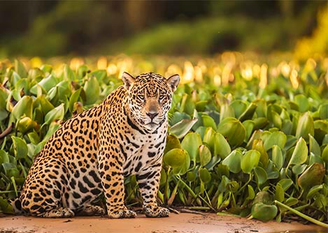 A jaguar sitting on a mud bank in front of a field of lush vegetation in the Pantanal.
