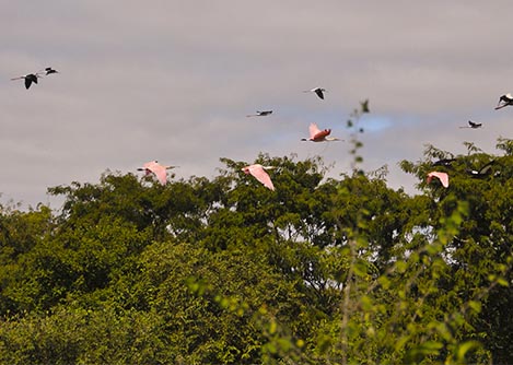 Pink flamingos and other birds flying through the sky above the canopy along the Mutum River.