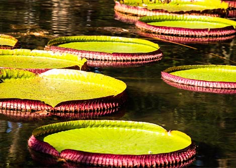 Giant green and pink lily pads floating on a pond in the Pantanal wetlands region.