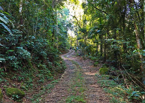 A section of the Caminho do Ouro, once connecting Paraty and Diamantina, surrounded by jungle.