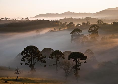 Fog enveloping the hills and forest of Serra da Bocaina National Park near Paraty.
