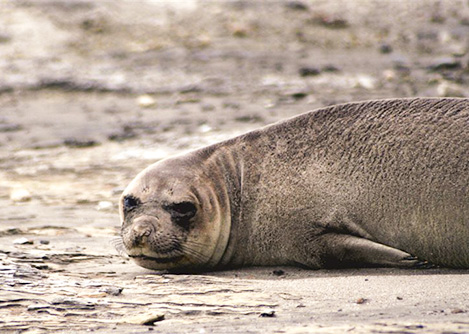 A sea lion sunbathing on a rocky surface at the Valdes Peninsula Nature Reserve near Puerto Madryn.