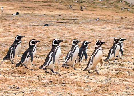 A group of Magellanic penguins walking at the Los Pingüinos Natural Monument in Punta Arenas.