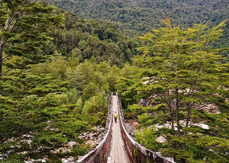 A visitor walking on a raised pathway surrounded by forest at the Reserva Forestal Magallanes.