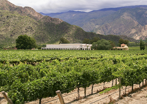 Colonial buildings overlooking rows of grapes at a vineyard in Cafayate near Salta.