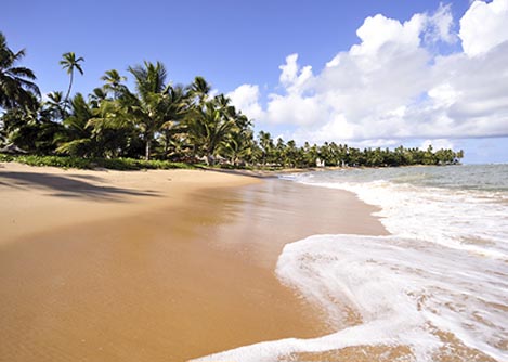 Waves washing up onto a pristine beach surrounded by tropical trees near Salvador Bahia.