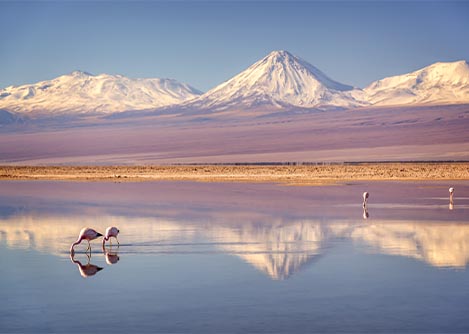 Pink flamingos grazing in the water at one of the many salt lakes found in the Atacama Desert.