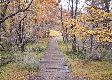 A wooden walkway leading through the forest in Tierra del Fuego National Park near Ushuaia.